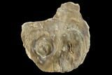 Fossil Oyster (Inocerasmus) Shell Section With Pearls - Kansas #114033-1